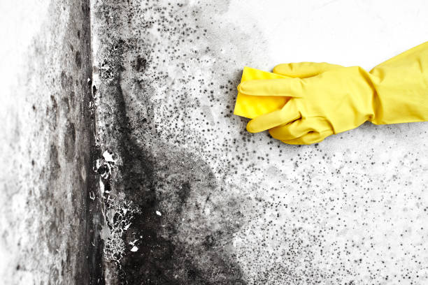 Best Mold Damage Repair  in Thermal, CA