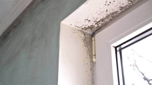 Best Attic Mold Removal  in Thermal, CA