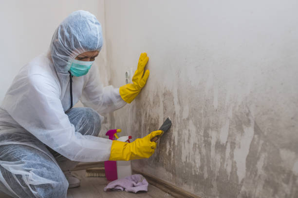 Reliable Thermal, CA Mold Removal Solutions