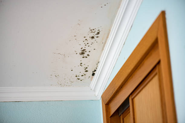 Mold Testing and Removal in Thermal, CA