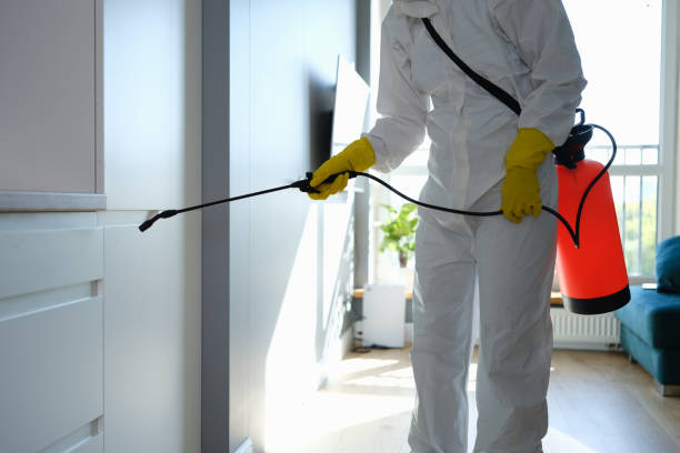 Best Black Mold Removal  in Thermal, CA