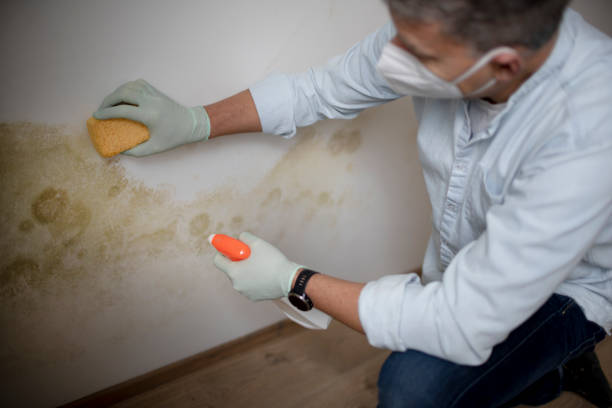 Trusted Thermal, CA Mold Removal Experts
