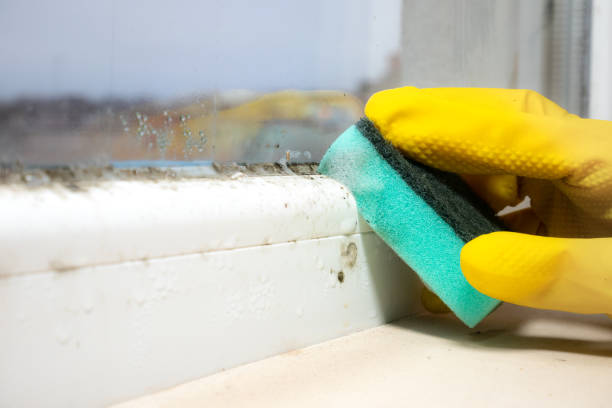 Best Fast Mold Removal  in Thermal, CA