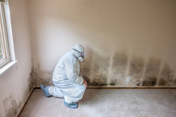 Best Mold Damage Repair  in Thermal, CA