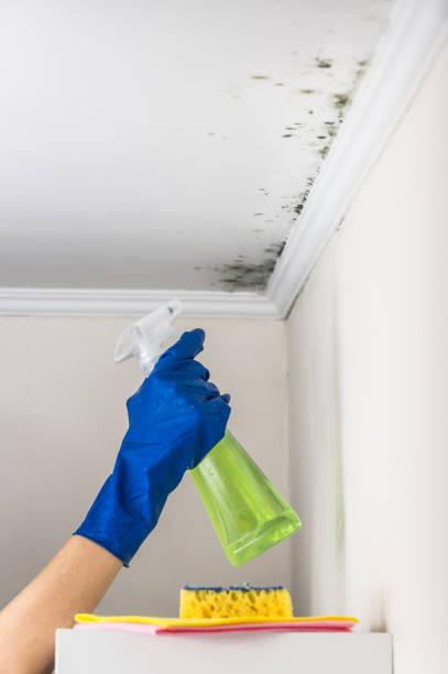 Best Local Mold Removal Service  in Thermal, CA